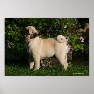 Fawn Pug-profil Poster