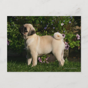 Fawn Pug-profil Vykort