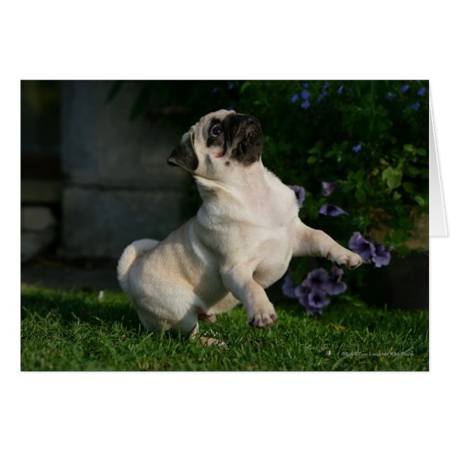 Fawn Pug Puppy Hälsningskort (Framsidan Horizontal)