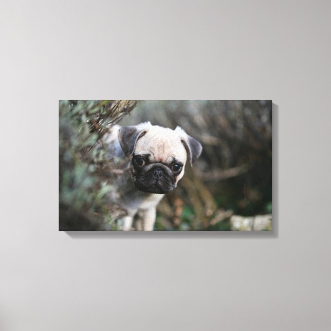 Fawn Pug Puppy Headshot Canvastryck (Framsida)