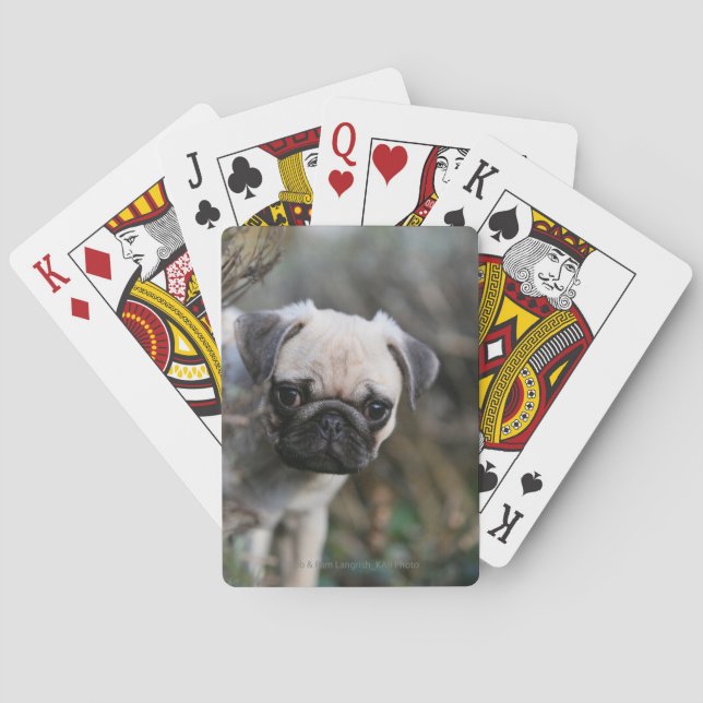 Fawn Pug Puppy Headshot Casinokort (Baksidan)