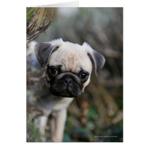 Fawn Pug Puppy Headshot Hälsningskort