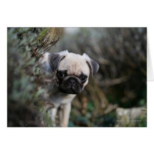 Fawn Pug Puppy Headshot Hälsningskort