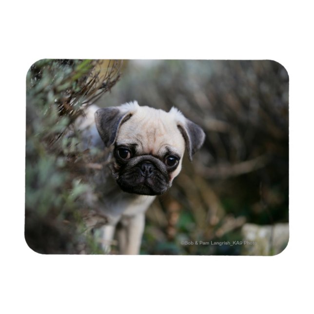 Fawn Pug Puppy Headshot Magnet (Horisontell)