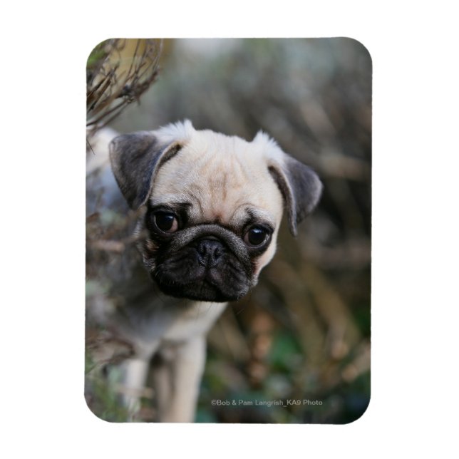 Fawn Pug Puppy Headshot Magnet (Vertikal)