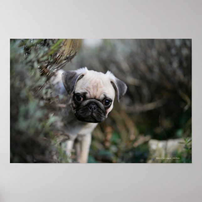 Fawn Pug Puppy Headshot Poster (Framsidan)