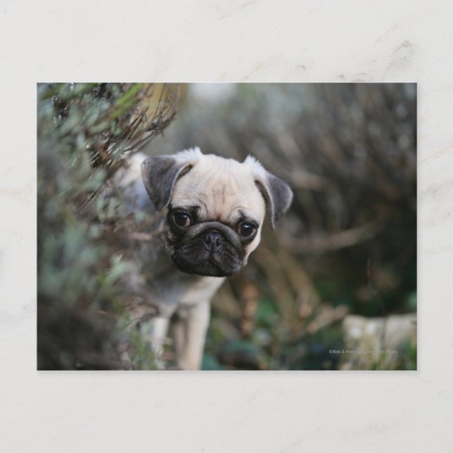 Fawn Pug Puppy Headshot Vykort (Framsida)