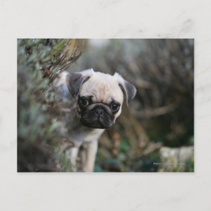 Fawn Pug Puppy Headshot Vykort