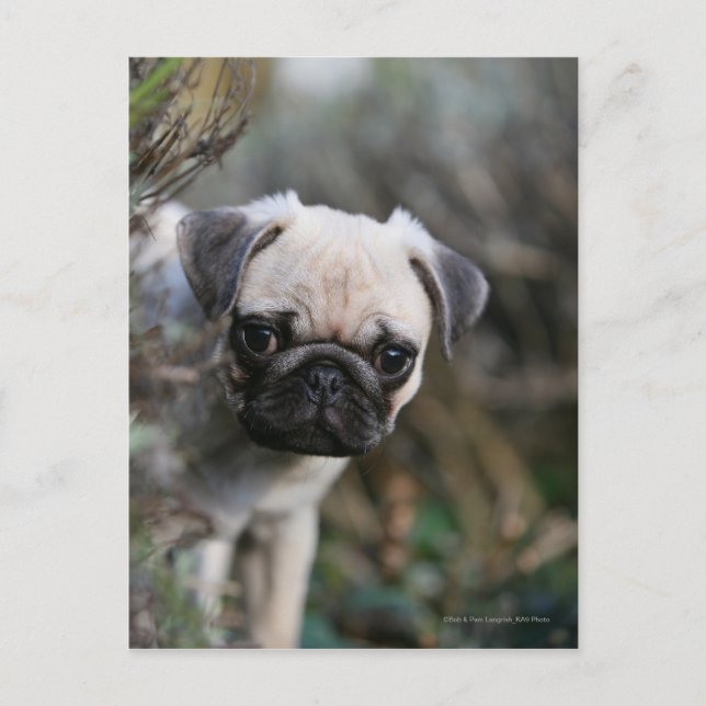 Fawn Pug Puppy Headshot Vykort (Framsida)