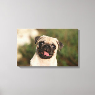 Fawn Pug Puppy Panting Canvastryck