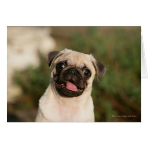 Fawn Pug Puppy Panting Hälsningskort