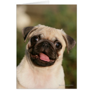Fawn Pug Puppy Panting Hälsningskort