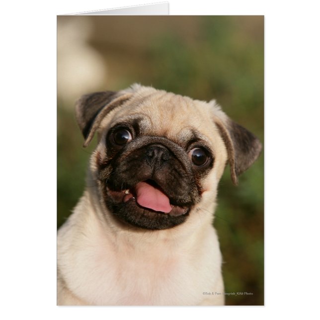 Fawn Pug Puppy Panting Hälsningskort (Framsidan)