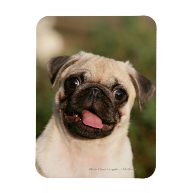 Fawn Pug Puppy Panting Magnet (Vertikal)