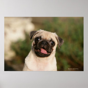 Fawn Pug Puppy Panting Poster