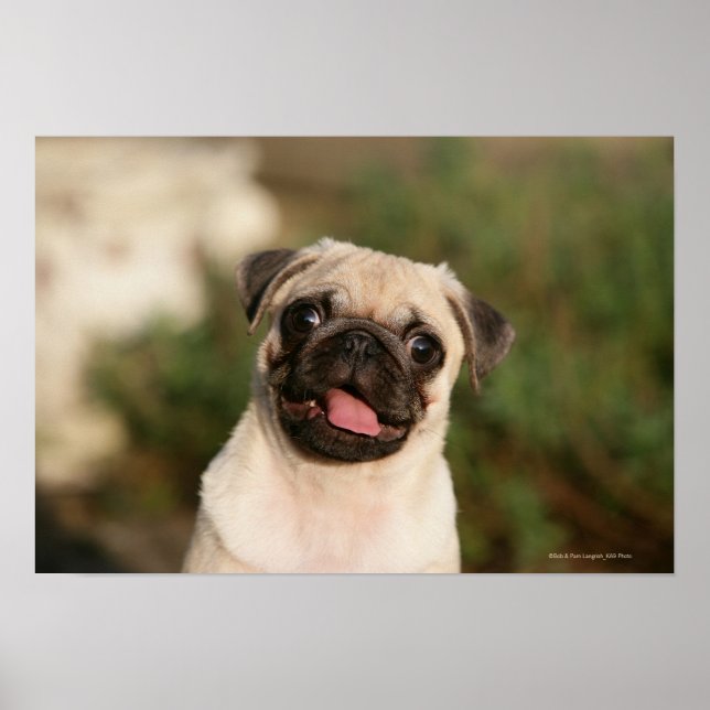 Fawn Pug Puppy Panting Poster (Framsidan)