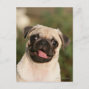 Fawn Pug Puppy Panting Vykort