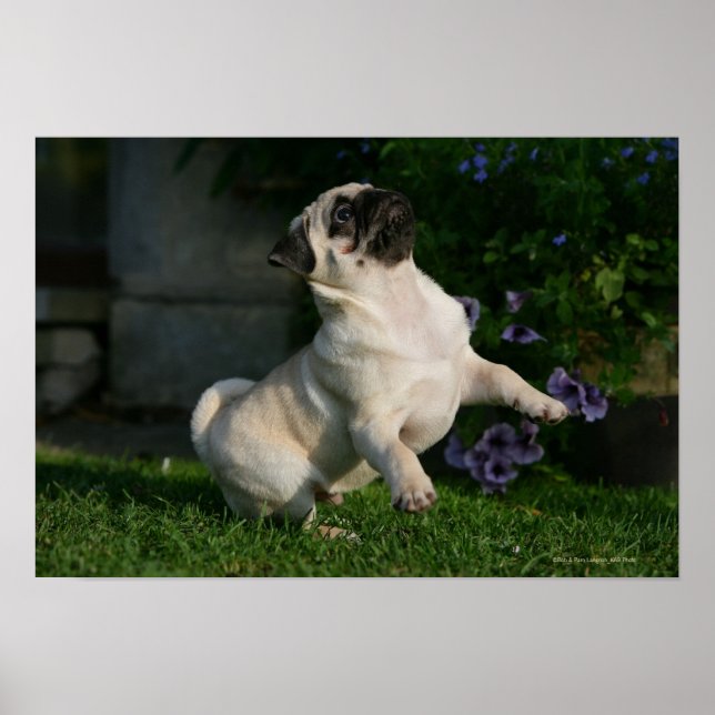 Fawn Pug Puppy Poster (Framsidan)