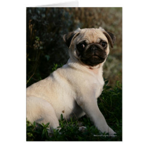 Fawn Pug Puppy Sitta Hälsningskort