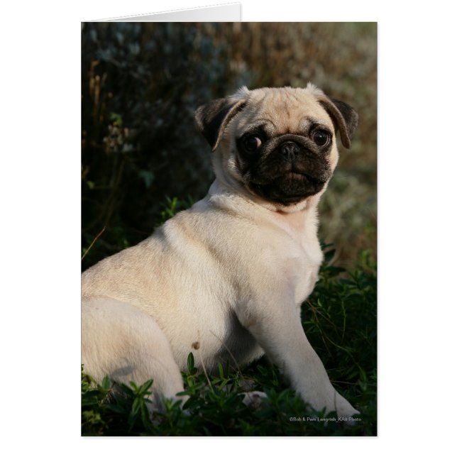 Fawn Pug Puppy Sitta Hälsningskort (Framsidan)