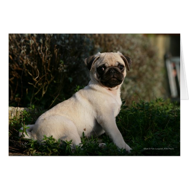 Fawn Pug Puppy Sitta Hälsningskort (Framsidan Horizontal)