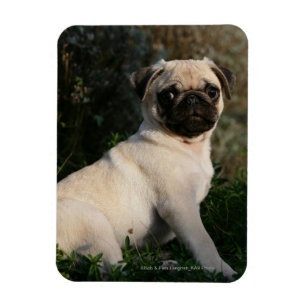 Fawn Pug Puppy Sitta Magnet