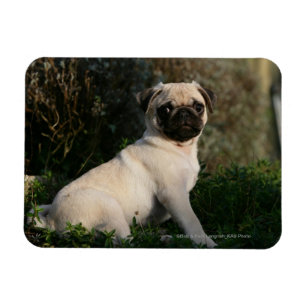 Fawn Pug Puppy Sitta Magnet