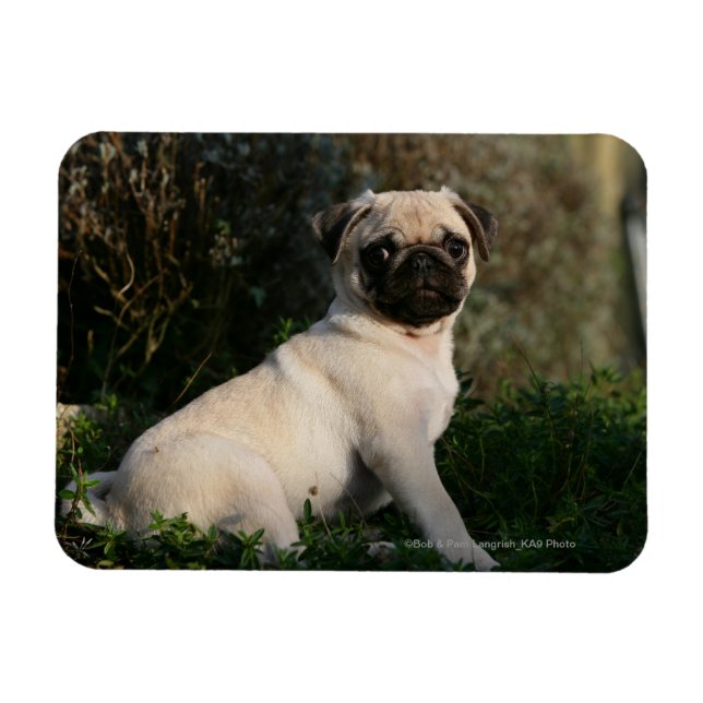 Fawn Pug Puppy Sitta Magnet (Horisontell)