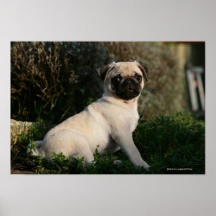 Fawn Pug Puppy Sitta Poster