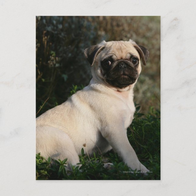 Fawn Pug Puppy Sitta Vykort (Framsida)
