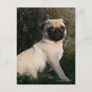 Fawn Pug Puppy Sitta Vykort