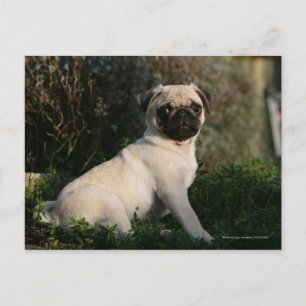 Fawn Pug Puppy Sitta Vykort