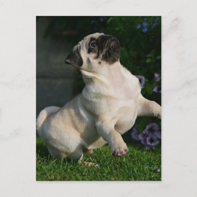 Fawn Pug Puppy Vykort (Framsida)