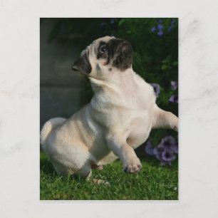 Fawn Pug Puppy Vykort