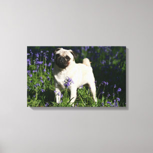 Fawn Pug som står i Bluebells Canvastryck