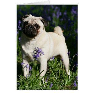Fawn Pug som står i Bluebells Hälsningskort