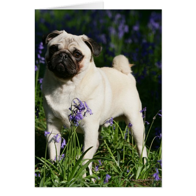 Fawn Pug som står i Bluebells Hälsningskort (Framsidan)