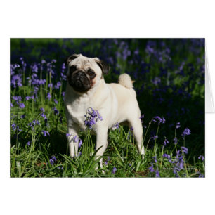 Fawn Pug som står i Bluebells Hälsningskort