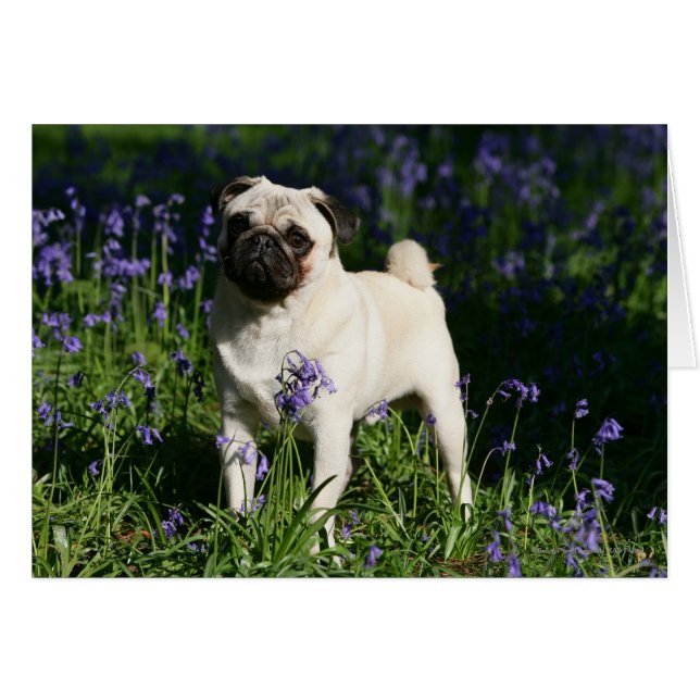 Fawn Pug som står i Bluebells Hälsningskort (Framsidan Horizontal)