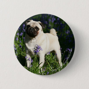 Fawn Pug som står i Bluebells Knapp