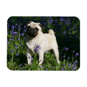 Fawn Pug som står i Bluebells Magnet