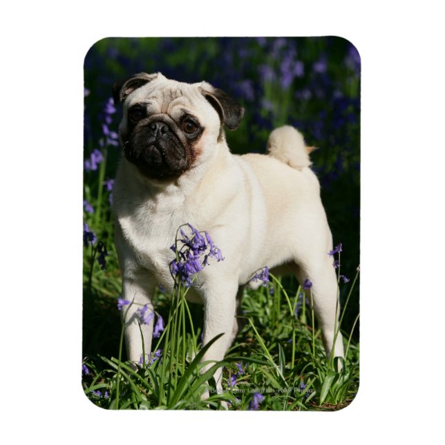 Fawn Pug som står i Bluebells Magnet (Vertikal)