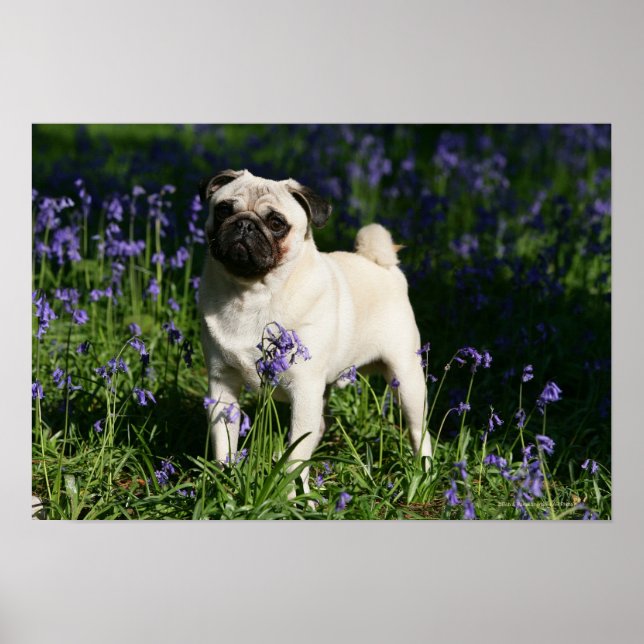 Fawn Pug som står i Bluebells Poster (Framsidan)