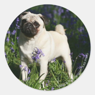Fawn Pug som står i Bluebells Runt Klistermärke