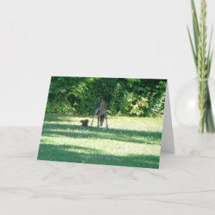 Fawn Squirrel Friends Kort