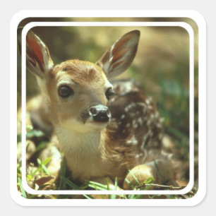 Fawn Stickers Fyrkantigt Klistermärke
