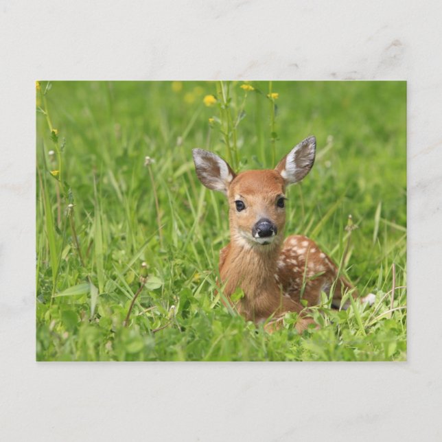 Fawn Vykort (Framsida)