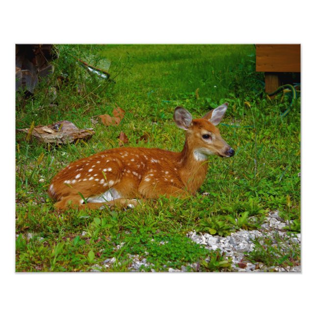 fawn whitetail deer fototryck (Framsidan)