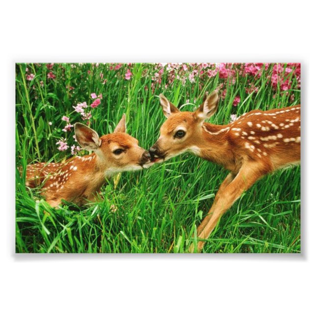 Fawns Fotoavtryck Fototryck (Framsidan)