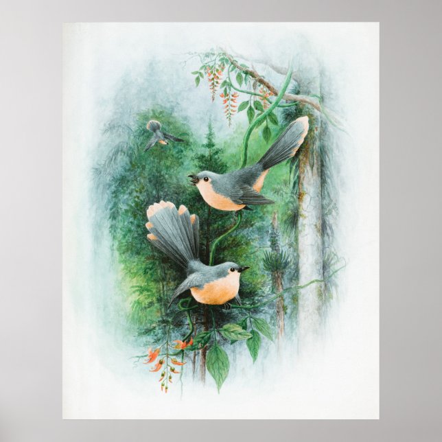Fcarry Wrens Animal Wildlife Bird Poster (Framsidan)